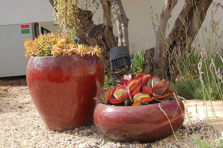 עציצים דקורטיביים אדומים לגינת חצר או מרפסת