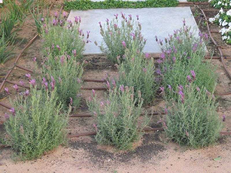 צמחייה מעורבת בשילוב אבני מדרך רחבות בגינת החצר