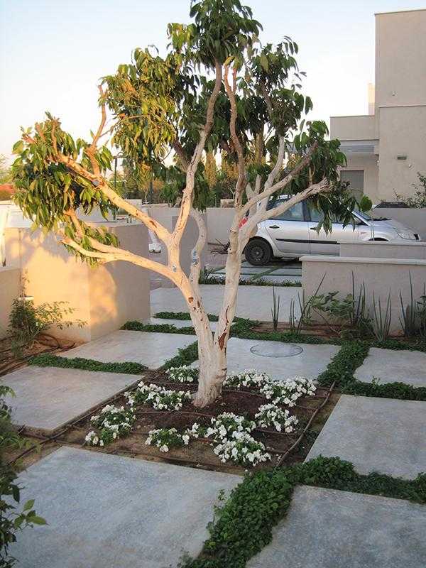 משטח בגינת חצר משבץ אדמה עם לוחות אבן וצמחייה מעורבת