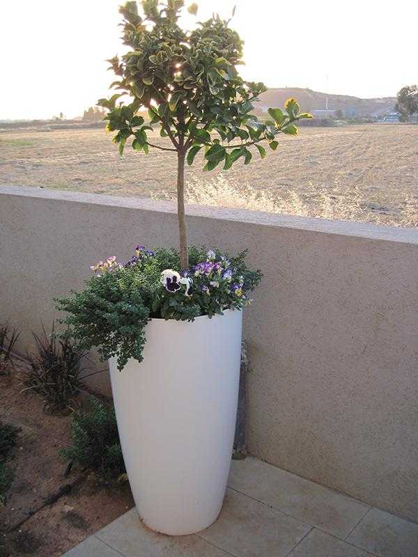 עציץ מעוצב גבוה לגינת חצר או מרפסת