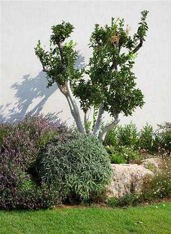 מסלעה עם צמחייה מעורבת ועצים בגינת חצר במרכז הארץ