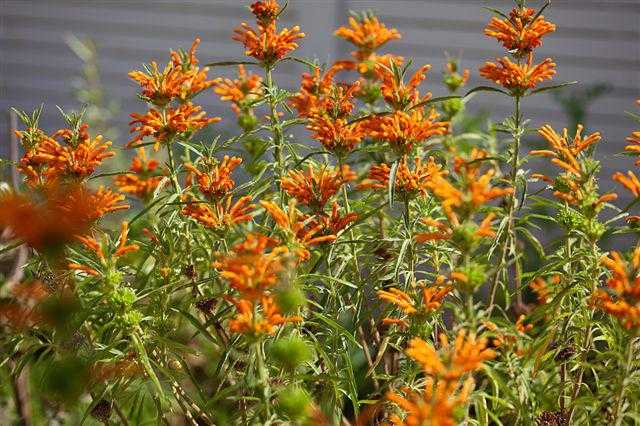 פריחה מקסימה בגינת החצר