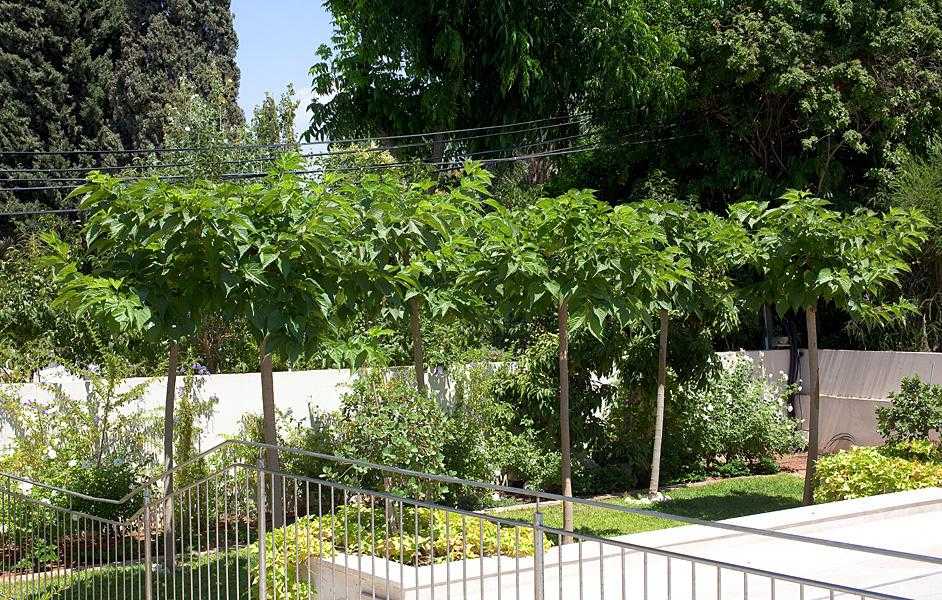 גינת חצר מעוצבת מסביב לבית משלבת עצים וצמחייה מעורבת