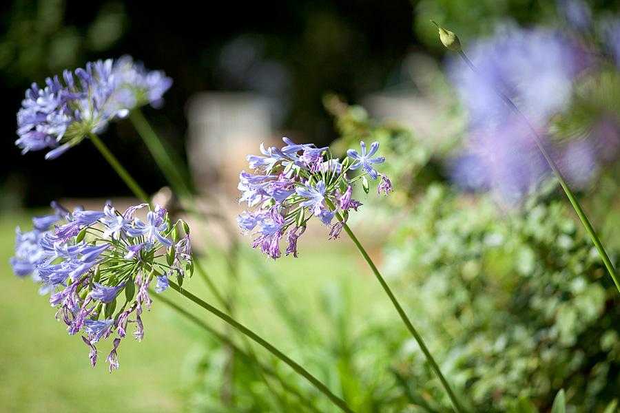פריחה יפה בגינה