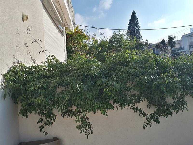 מטפס על הגדר אבן