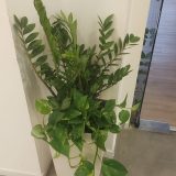 שירותי גינון לעסקים חברות ומשרדים במרכז הארץ