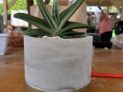 פרגולת עץ למרפסת ועציץ דקורטיבי מעוצב