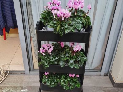 עגלה לעציצי רקפות למרפסת