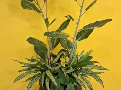 tempFileForShare_20240524-095544