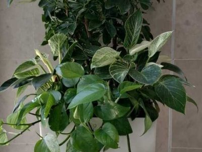 tempFileForShare_20240524-095807