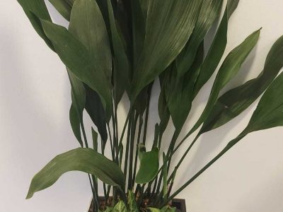 ‏תמונה מ-הקו הירוק ניסן נכון