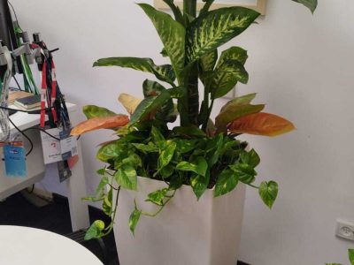 ‏תמונה מ-הקו הירוק ניסן נכון(1)