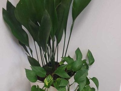 ‏תמונה מ-הקו הירוק ניסן נכון(4)