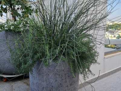 גינות גג - עציצים דקורטיבים ענקים בגינת מרפסת גג