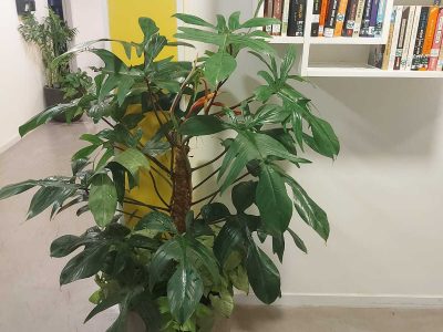 ‏תמונה מ-הקו הירוק ניסן נכון(6)